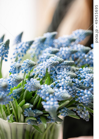 Bouquet of blue muscari flowers in glass vase in woman hands. Spring bulbous flowers. Flower shop 49455695