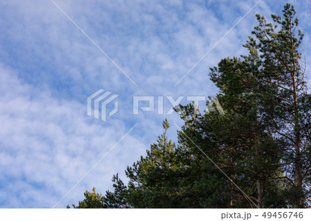 Pine tree tops against sky 49456746