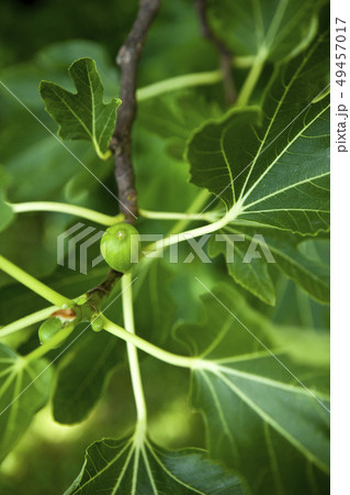 Fig 49457017