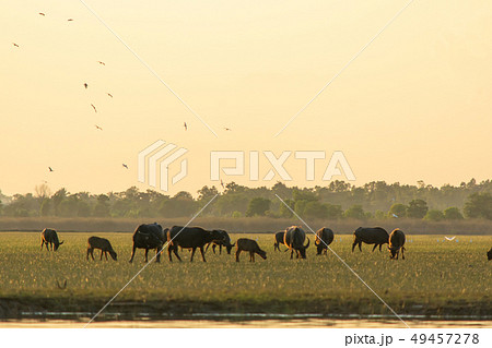 Thai swamp buffalo in peat swamp around lagoon Thai swamp buffalo in peat swamp around lagoon 49457278