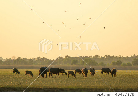 Thai swamp buffalo in peat swamp around lagoon 49457279