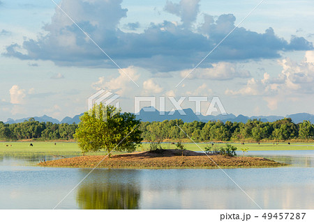 Alone green tree in the lake and cloudy sky Alone green tree in the lake and cloudy sky 49457287
