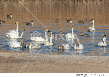 多々良沼のコハクチョウ 49457740