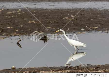 多々良沼のダイサギ 49457858