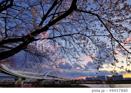 荒川のさくら、五色桜大橋と江北ジャンクションの夕景 49457880