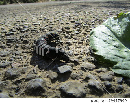 地をはうイモムシ 地をはうイモムシ 49457990