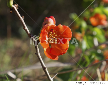 木瓜の花（1輪） 49458175