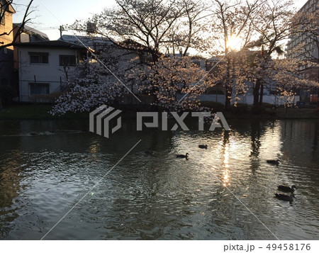 桜、夕景。 49458176