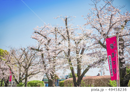 【墨田公園　桜】 49458236