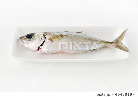 メアジ、トッパク、ガチュン メアジ、トッパク、ガチュン 49459197