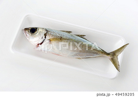 メアジ、トッパク、ガチュン 49459205