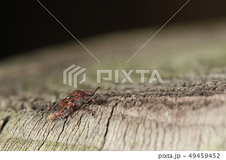 生き物　昆虫　ムラサキナガカメムシ、四月初め。越冬明け（？）の個体が杉林の小径にいました 49459452