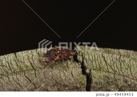 生き物 昆虫 ムラサキナガカメムシ、大きさは五ミリほど。まだらの模様が美しい 生き物 昆虫 ムラサキナガカメムシ、大きさは五ミリほど。まだらの模様が美しい 49459453
