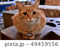 猫 49459556