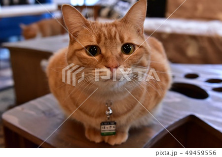 猫 49459556