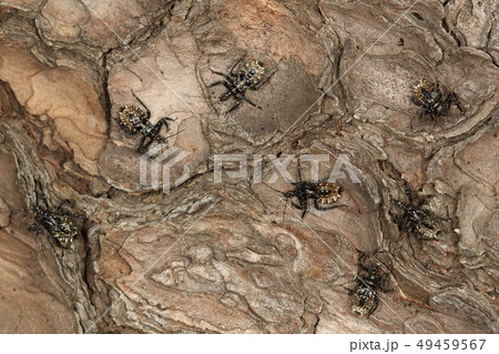 生き物　昆虫　ヤニサシガメ、三月下旬。冬眠から目覚めた幼虫が集団で日光浴中 49459567