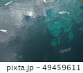 池の鯉たち 49459611