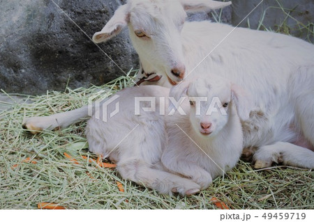 やぎの赤ちゃん（山地獄動物園） 49459719