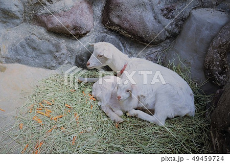 やぎの赤ちゃん(山地獄動物園) やぎの赤ちゃん(山地獄動物園) 49459724