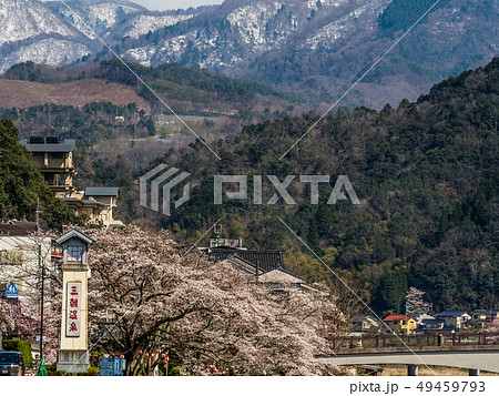 桜の咲く三朝温泉 49459793