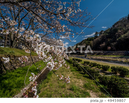 桜の咲く三朝温泉 49459807
