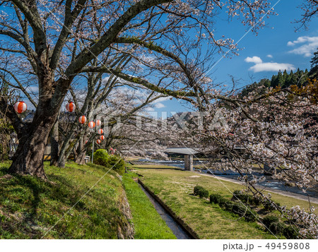 桜の咲く三朝温泉 49459808