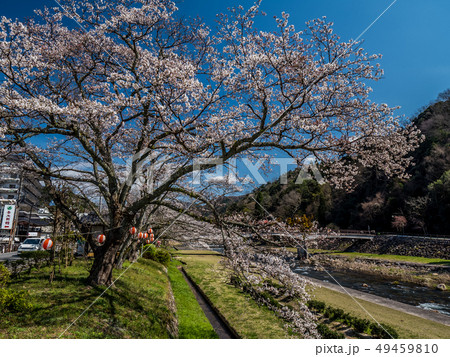 桜の咲く三朝温泉 桜の咲く三朝温泉 49459810