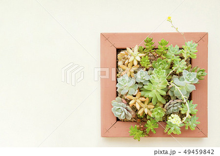 多肉植物のボタニカルフレーム 49459842