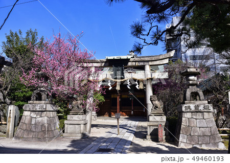 菅大臣神社　飛梅 49460193