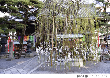 六角堂（頂法寺）　縁結びの六角柳 49460385