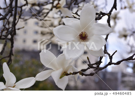 ハクモクレン 49460485