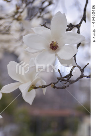 ハクモクレン ハクモクレン 49460486