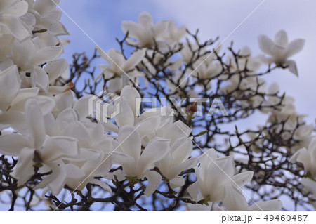 ハクモクレン ハクモクレン 49460487