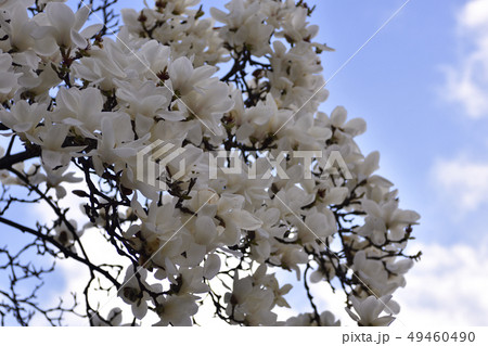 ハクモクレン 49460490