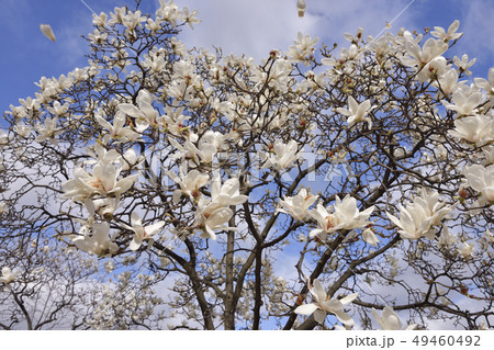 ハクモクレン ハクモクレン 49460492