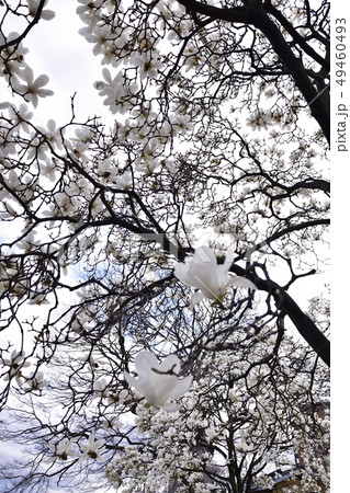 ハクモクレン ハクモクレン 49460493