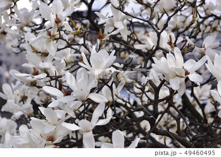 ハクモクレン ハクモクレン 49460495