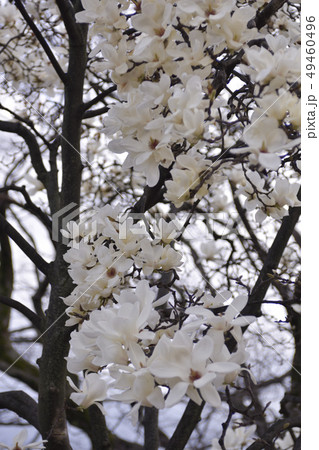 ハクモクレン 49460496