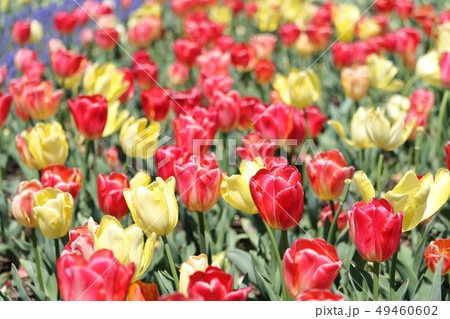 チューリップ 49460602