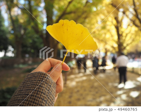 銀杏並木 49460765