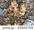 桜 49460768