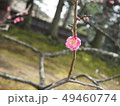 梅の花 49460774