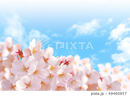 桜04 49460957