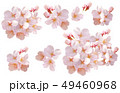 ［キリヌキパス付］桜01 49460968