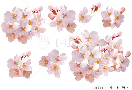 ［キリヌキパス付］桜01 49460968