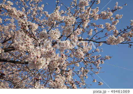 満開直前の桜 49461069