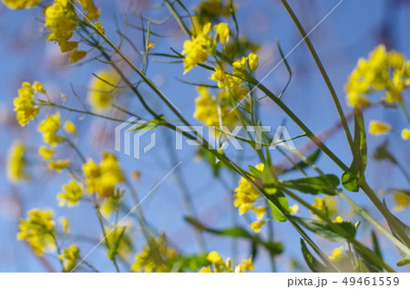 菜の花 菜の花 49461559