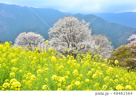 仁淀川町桜地区　春　菜の花と桜 49461564