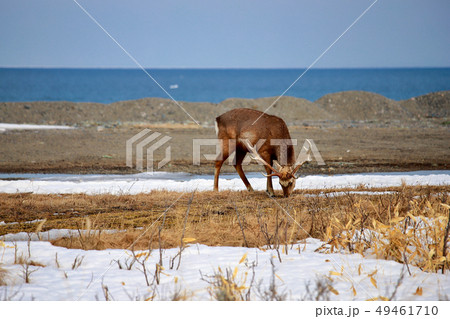 北海道　野付半島　エゾシカ 49461710