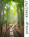 鎌倉（報国寺の）竹林 49461797